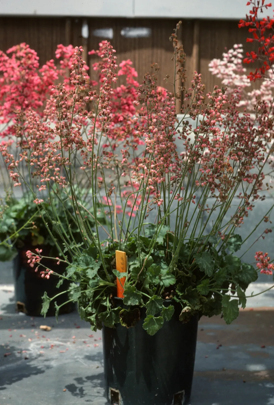 SBBG Heuchera cultivars