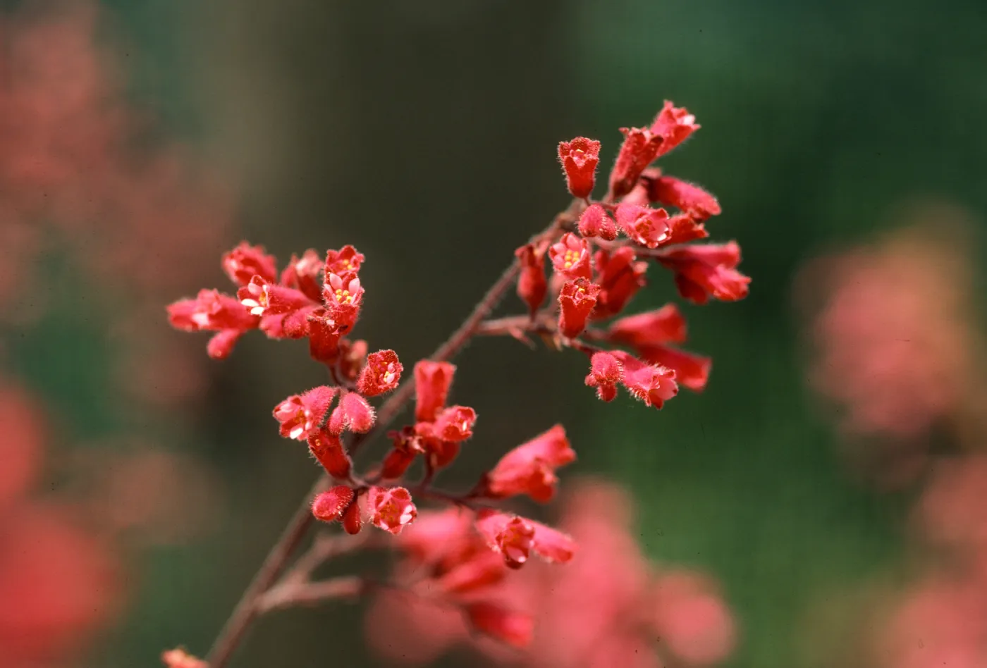SBBG Heuchera cultivars