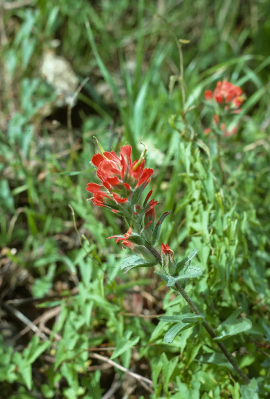 San Francisco Peninsula Trip with Mary Carroll and Lila Burgess