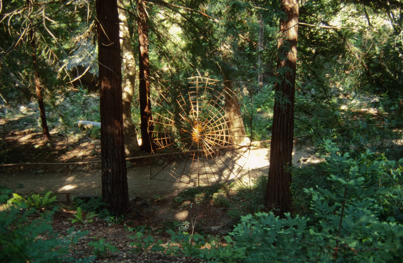 Big Bugs, giant spiderweb in the Redwood Section