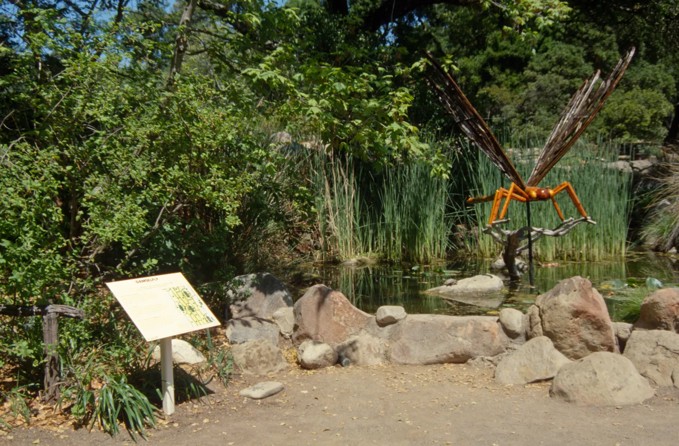 Big Bugs, Dragonfly in the Pond by the Meadow