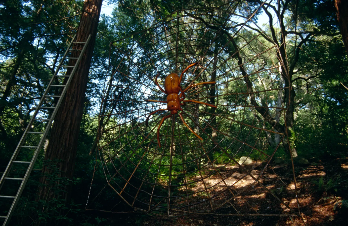 Big Bugs Spider Installation