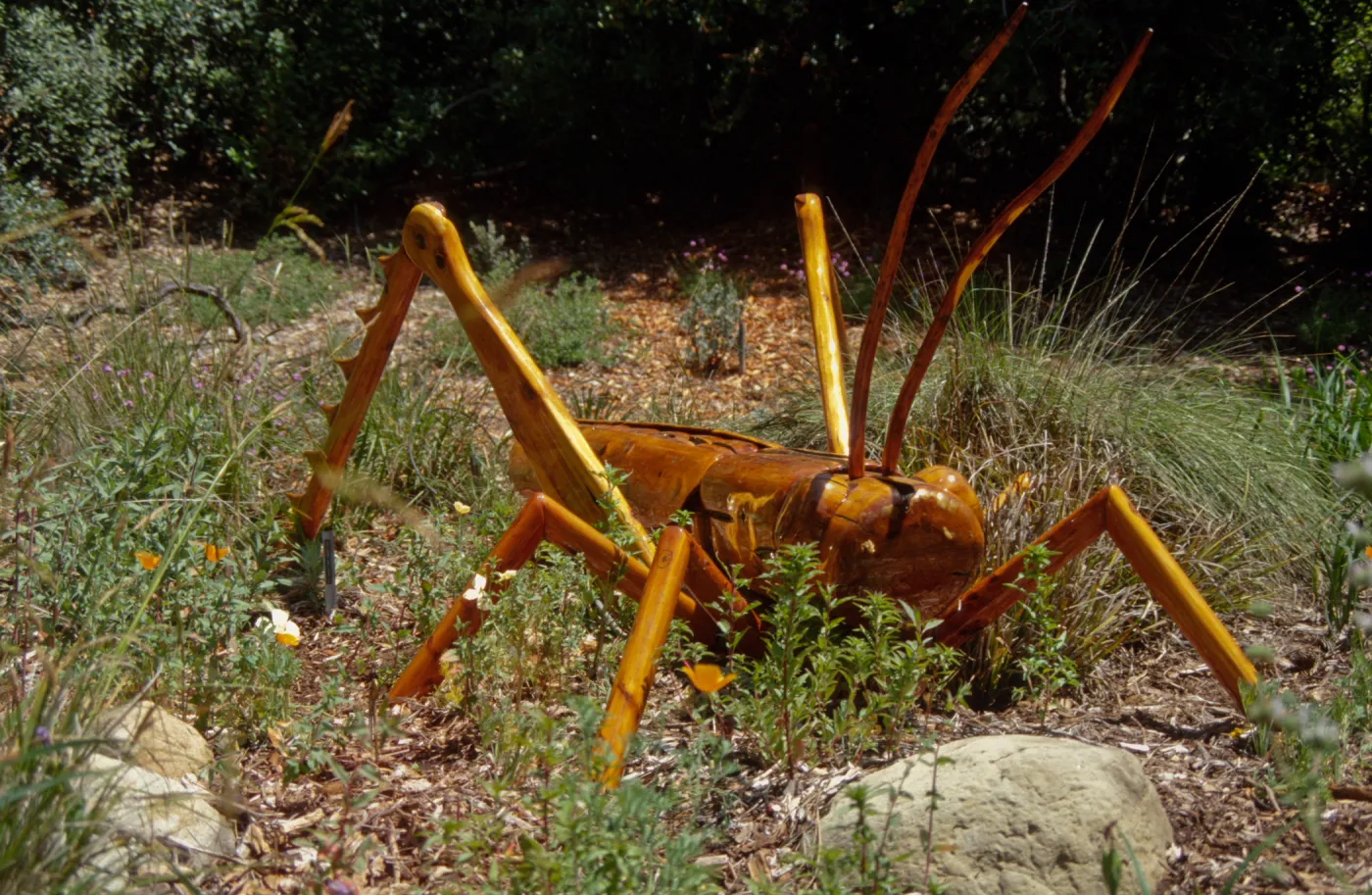 Big Bugs Grasshopper
