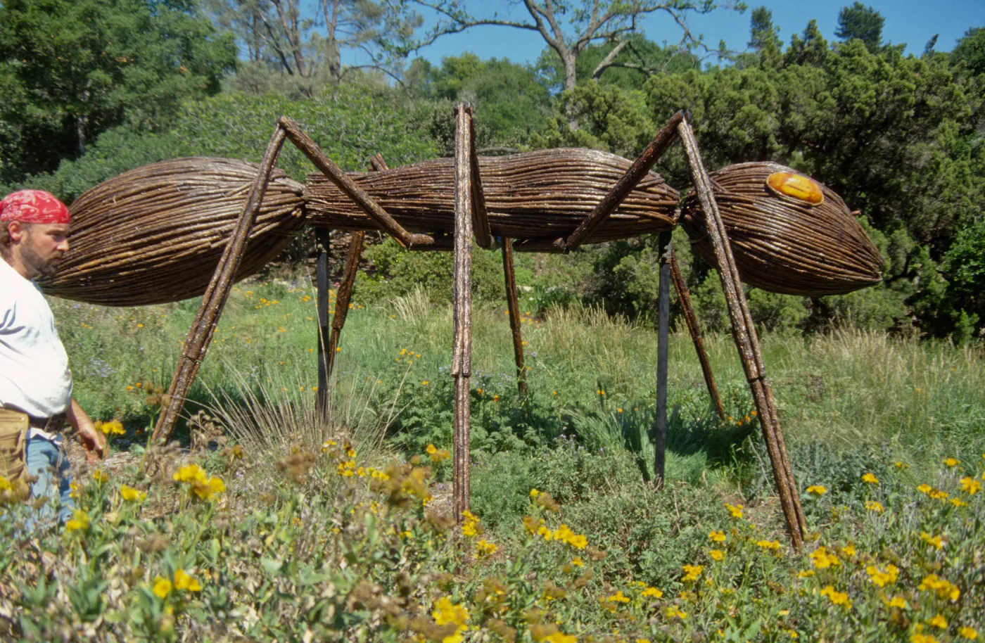 Big Bugs, Ant setup