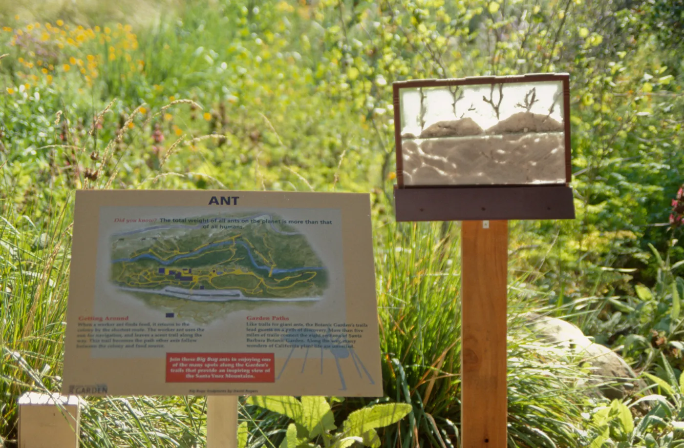 Big Bugs Ant sign