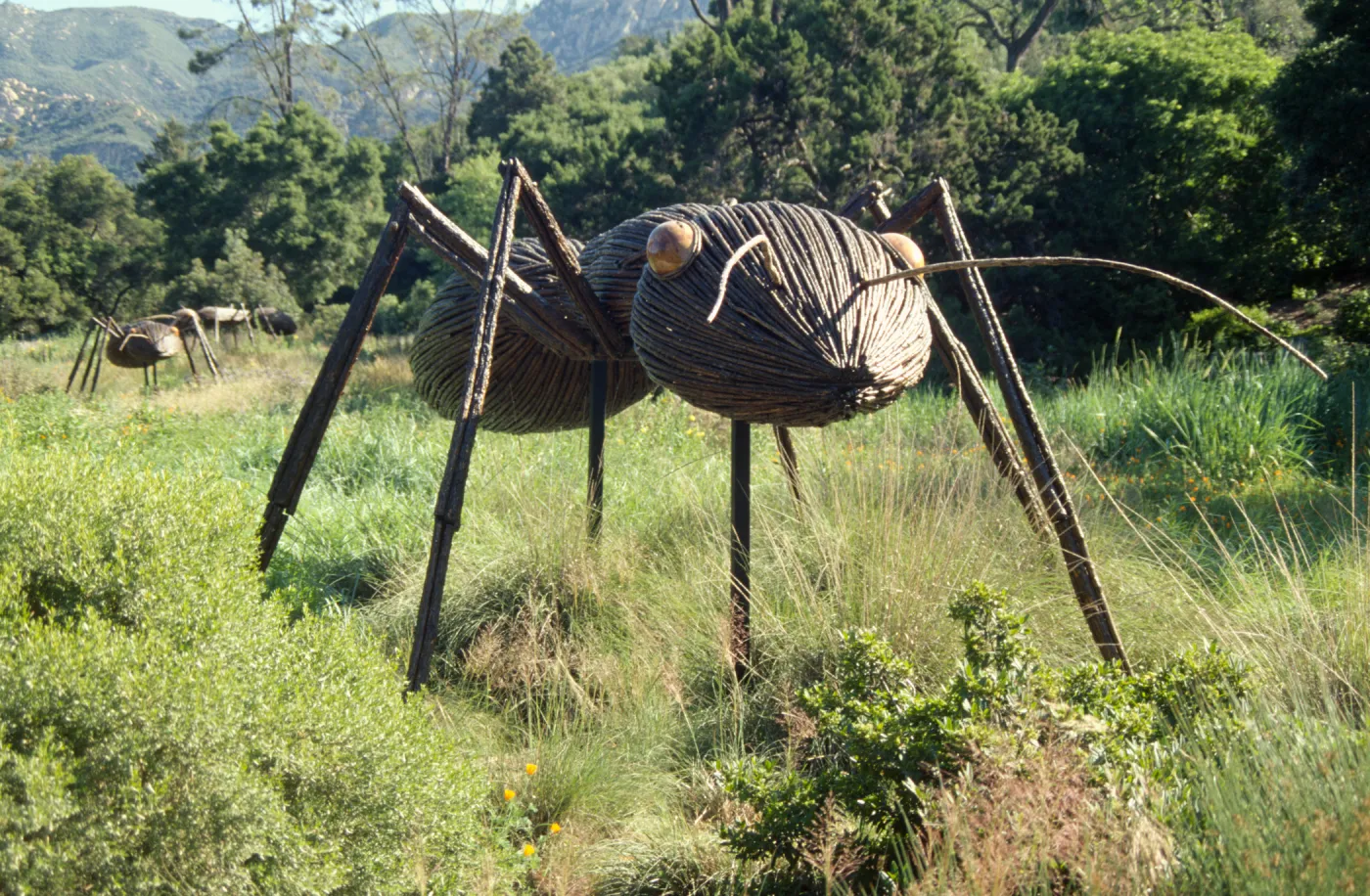 Big Bugs Ant installation