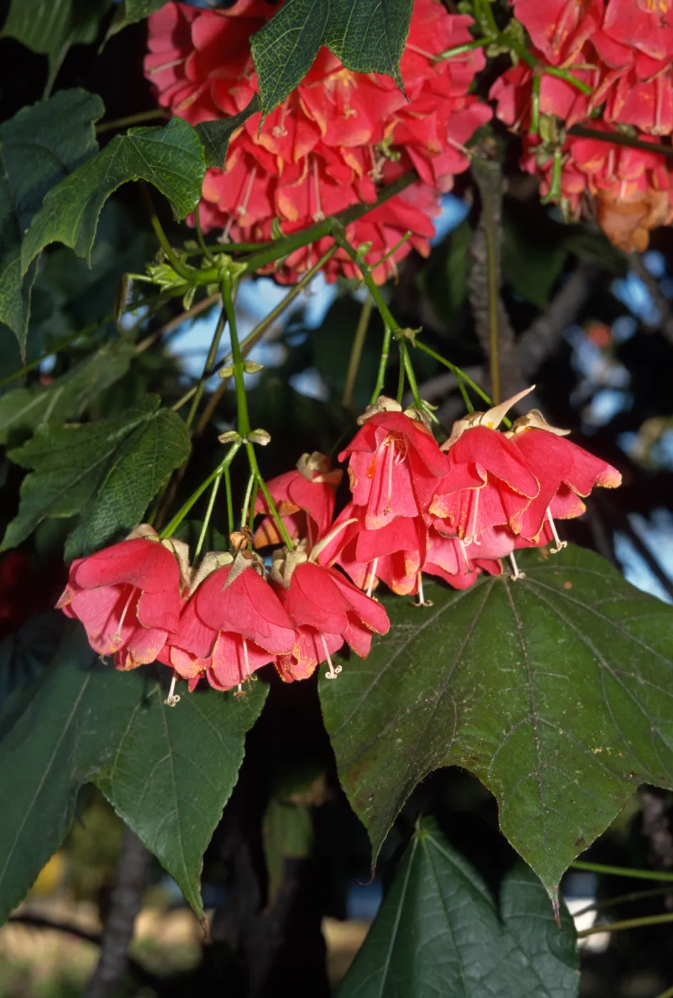 Dombeya cacuminum, Alice Keck Park Memorial Garden