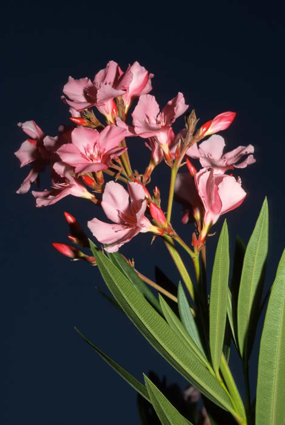 Nerium oleander, San Rafael