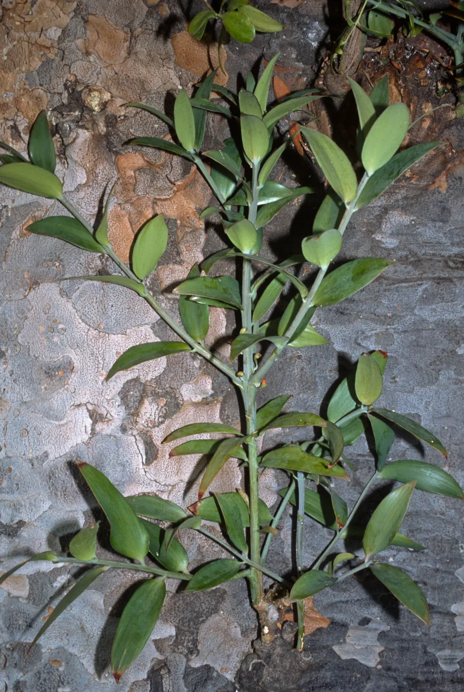 Agathis robusta, Huntington Gardens