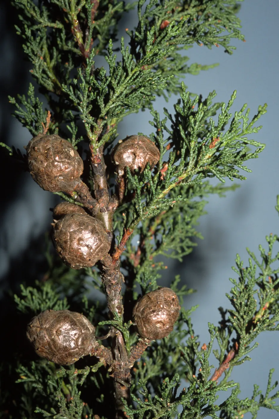 Cupressus abramsiana