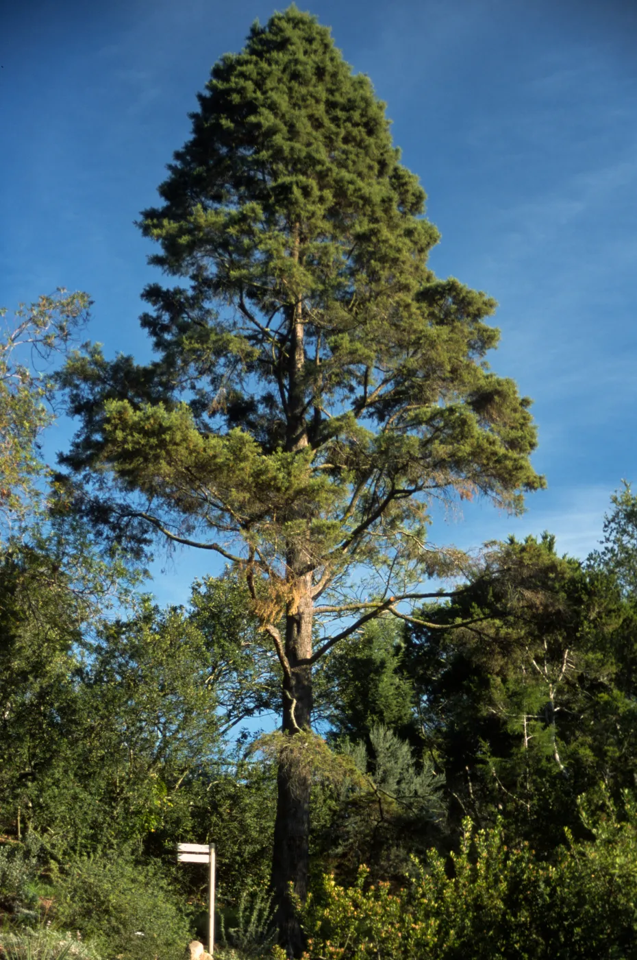 Cupressus sargentii, Zaca Peak