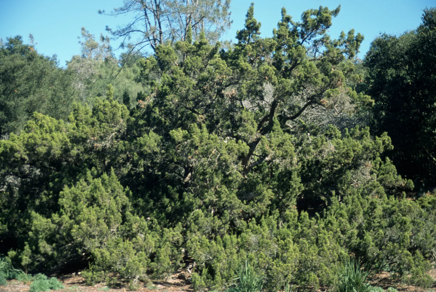 Juniperus californica