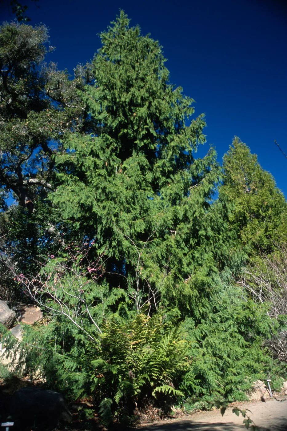 Thuja plicata