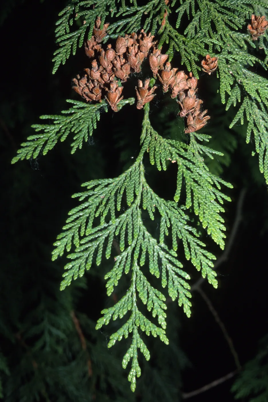 Thuja plicata