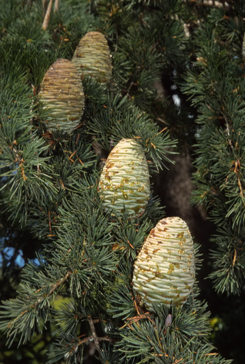 Cedrus deodara