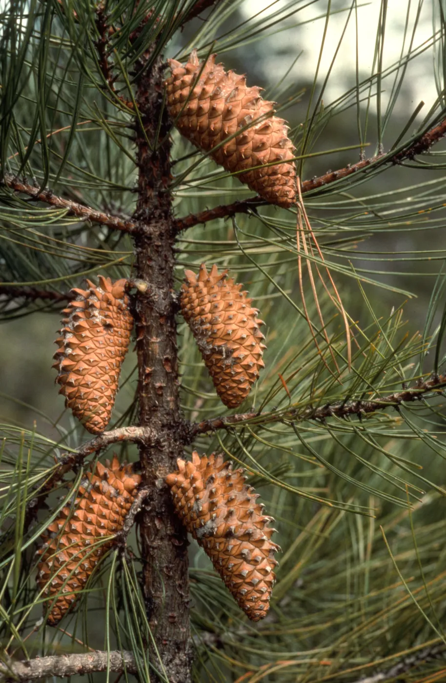 Pinus attenuata