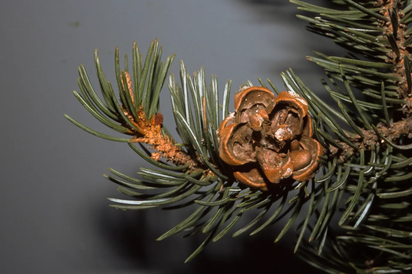 Pinus edulis, SBBG