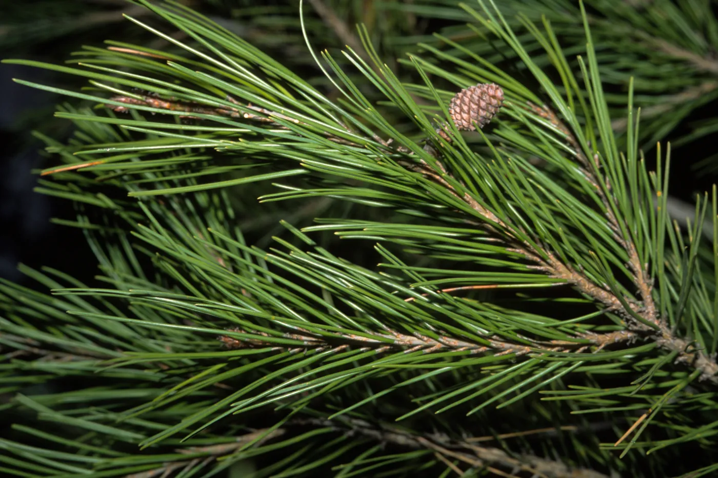 Pinus halepensis