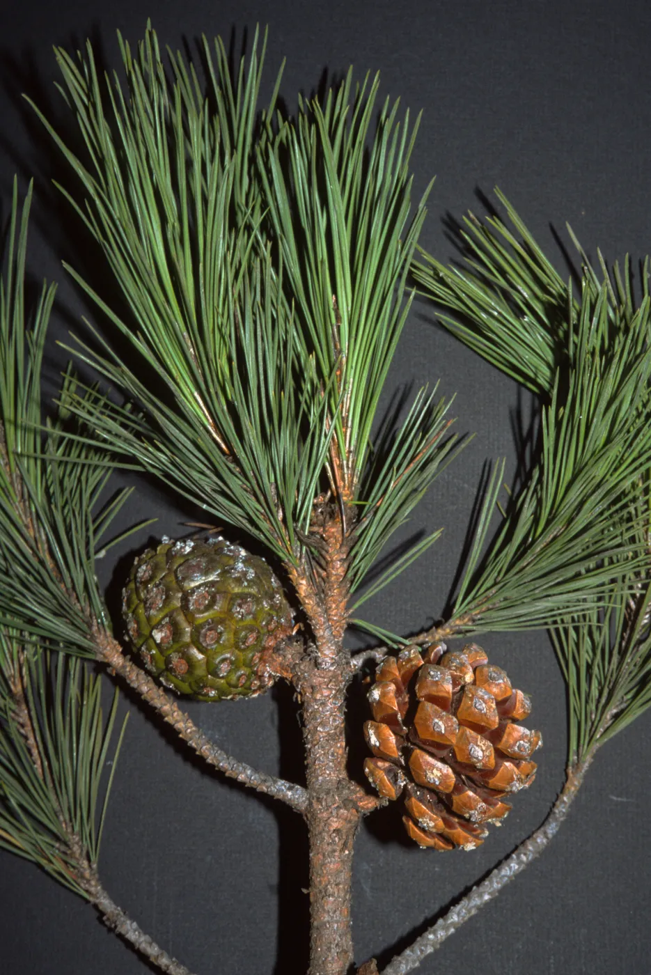 Pinus pinea