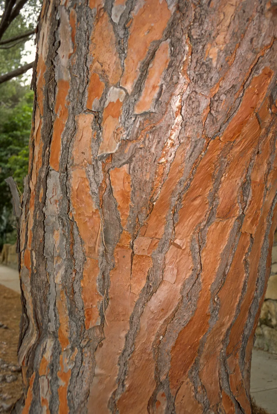 Pinus pinea