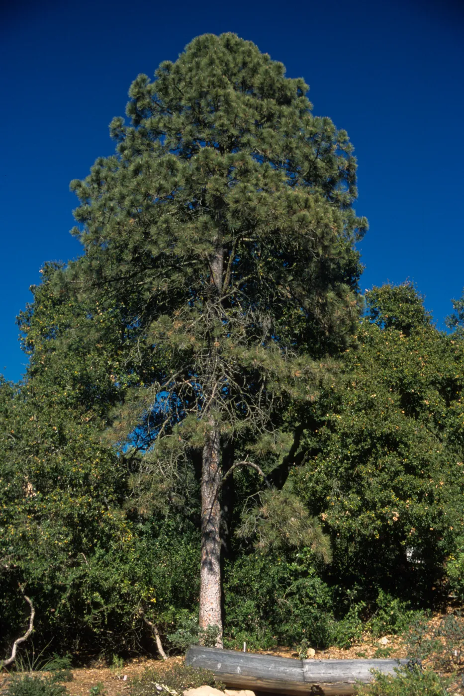 Pinus ponderosa