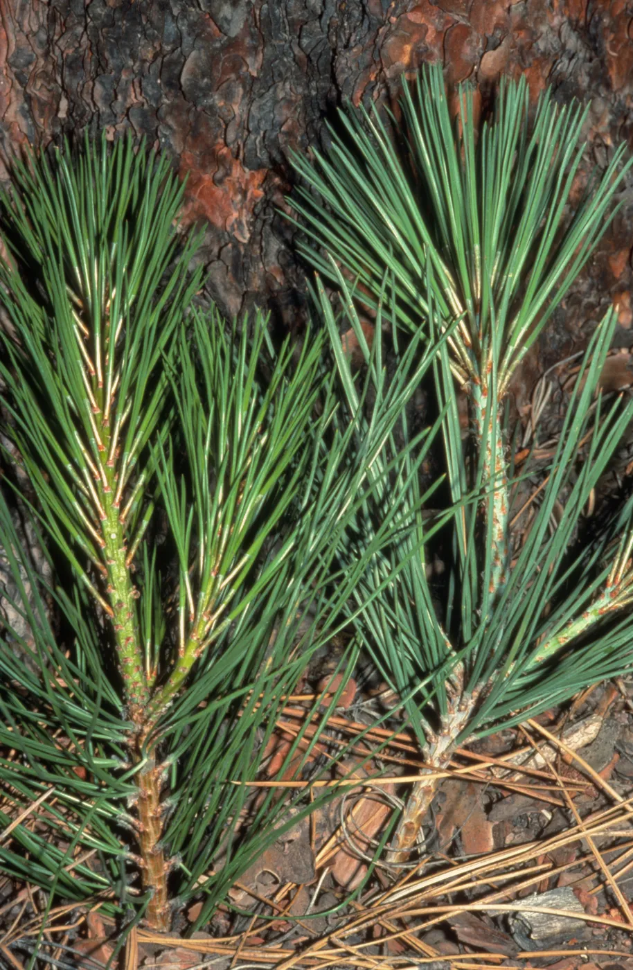 Pinus ponderosa