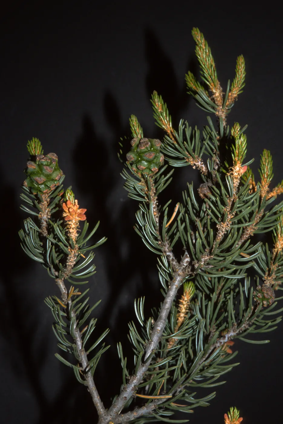 Pinus quadrifolia