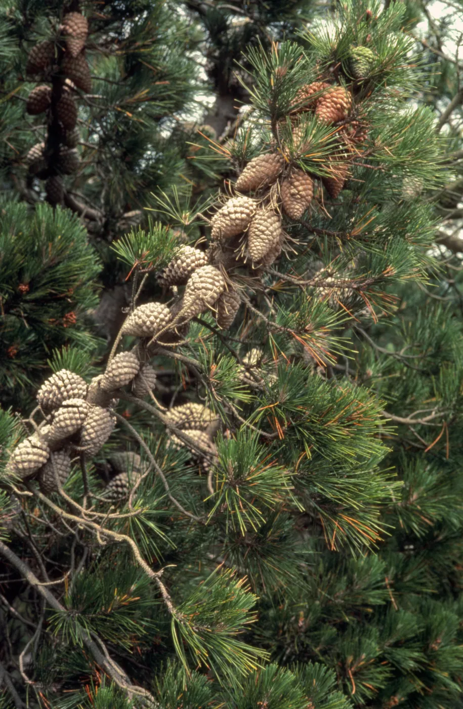 Pinus radiata