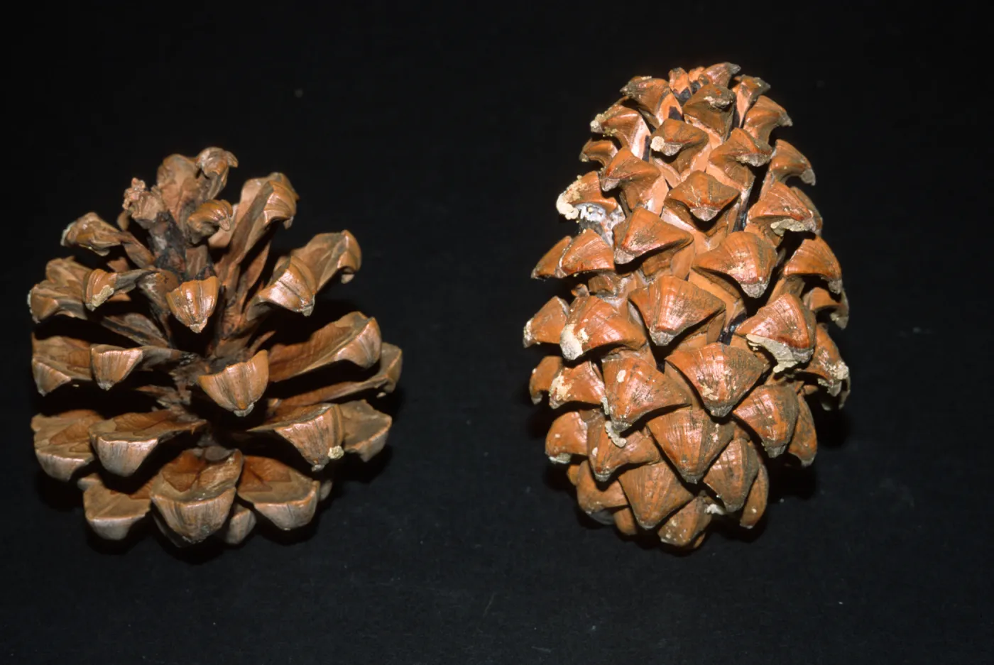 Pinus roxburghii