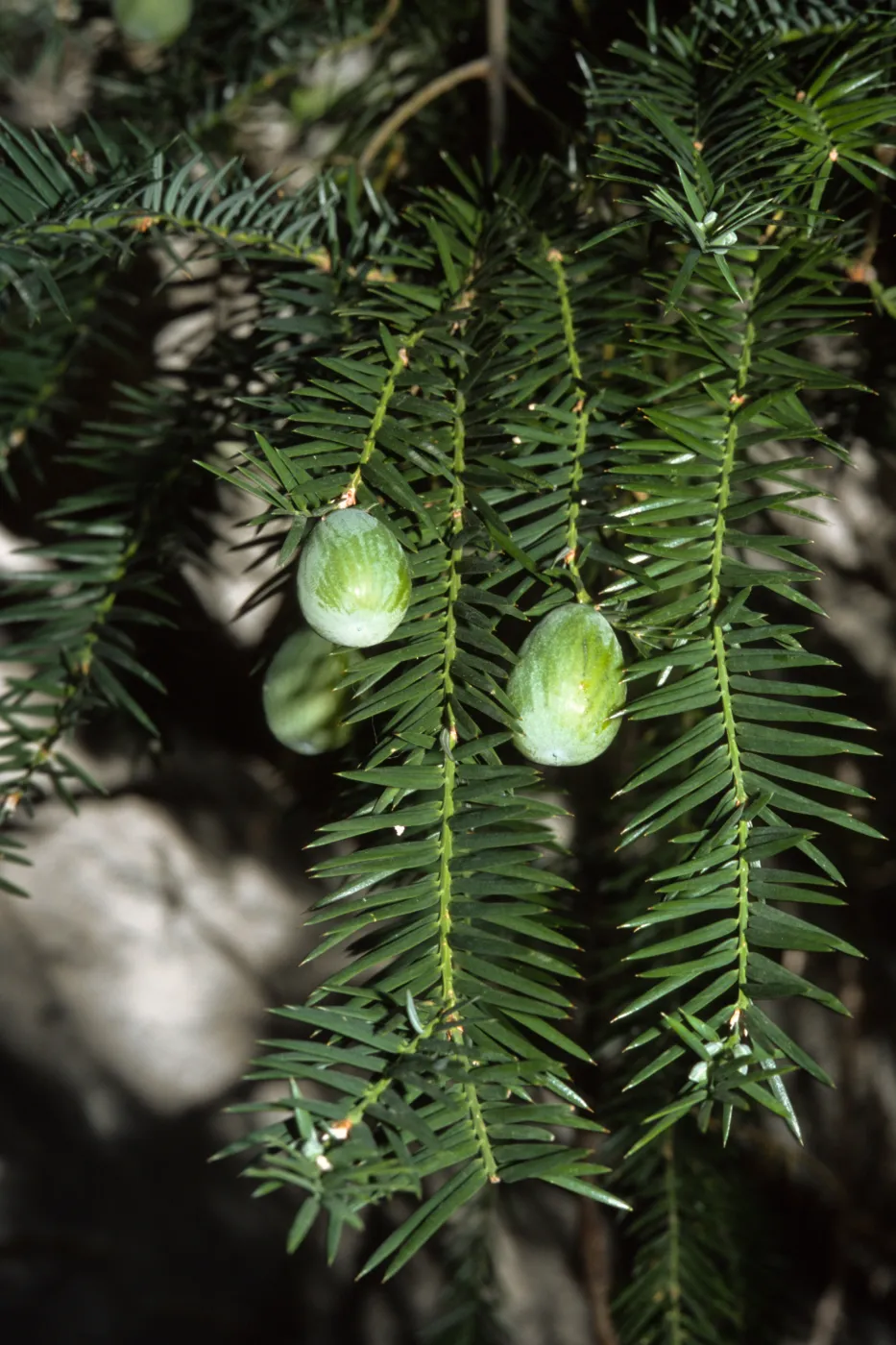 Torreya californica