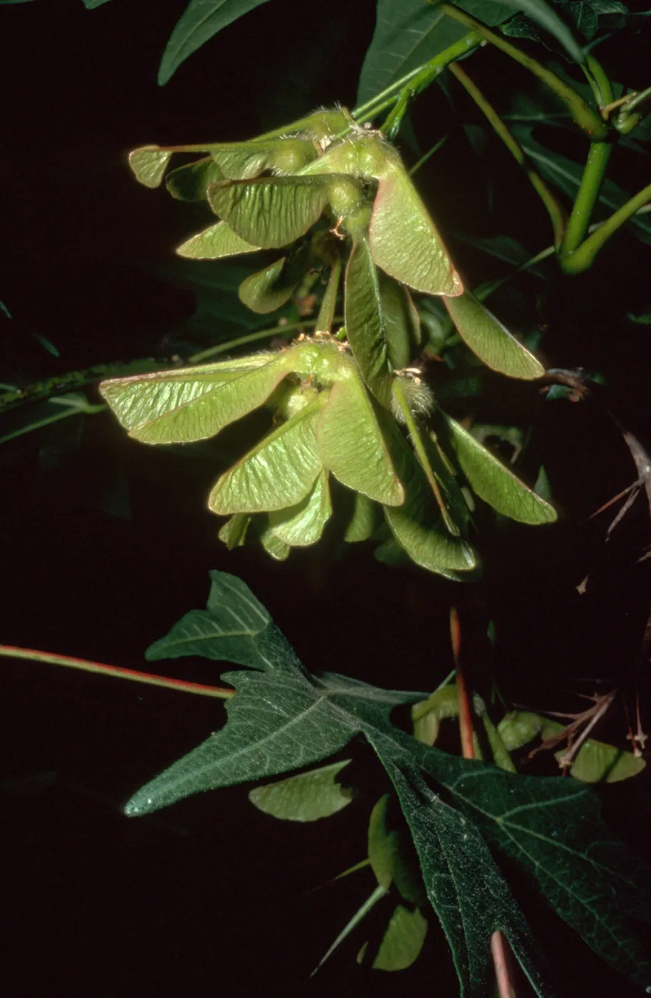 Acer macrophyllum