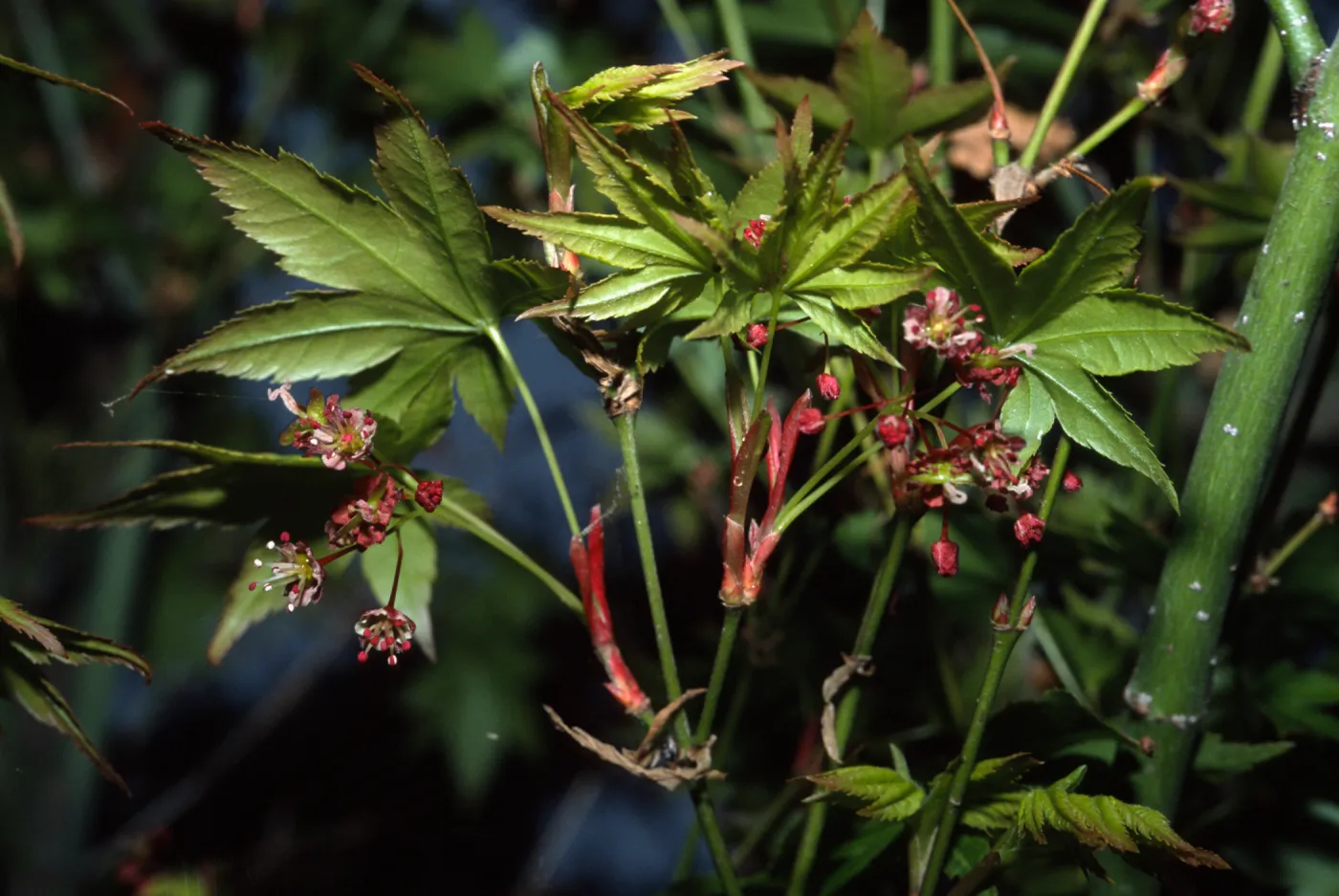 Acer palmatum