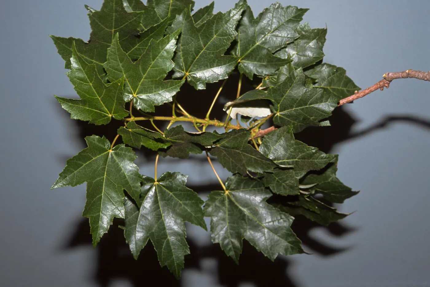 Acer rubrum