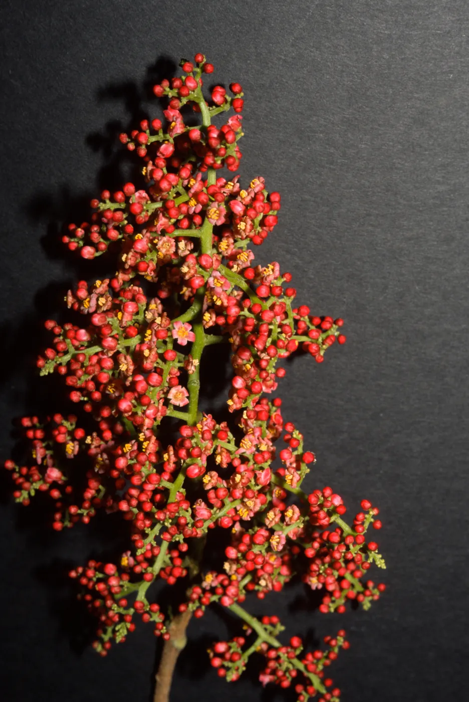 Rhodosphaera rhodanthema