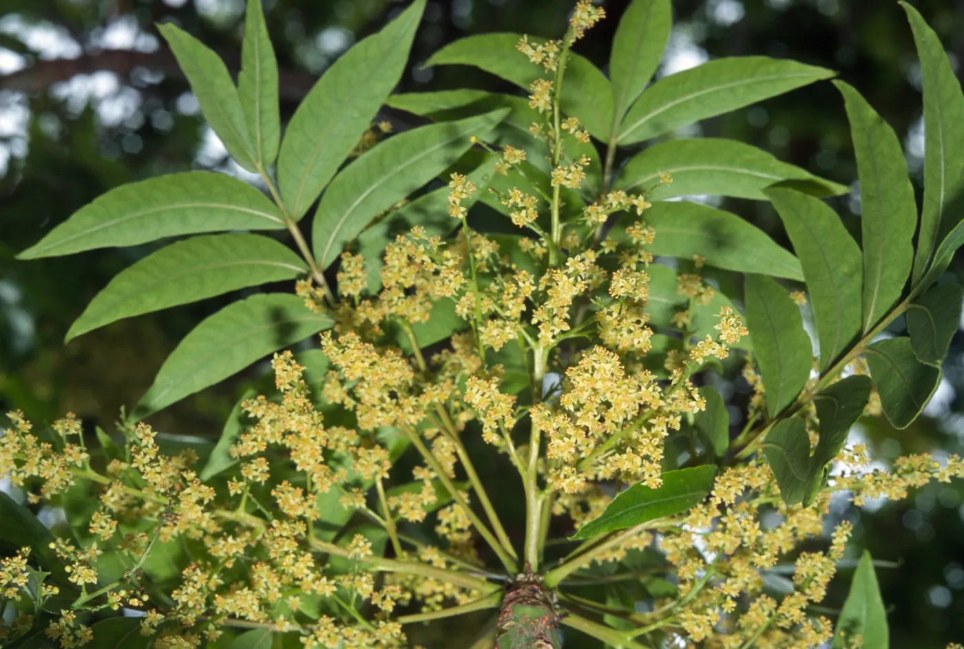 Schinus terebinthifolius