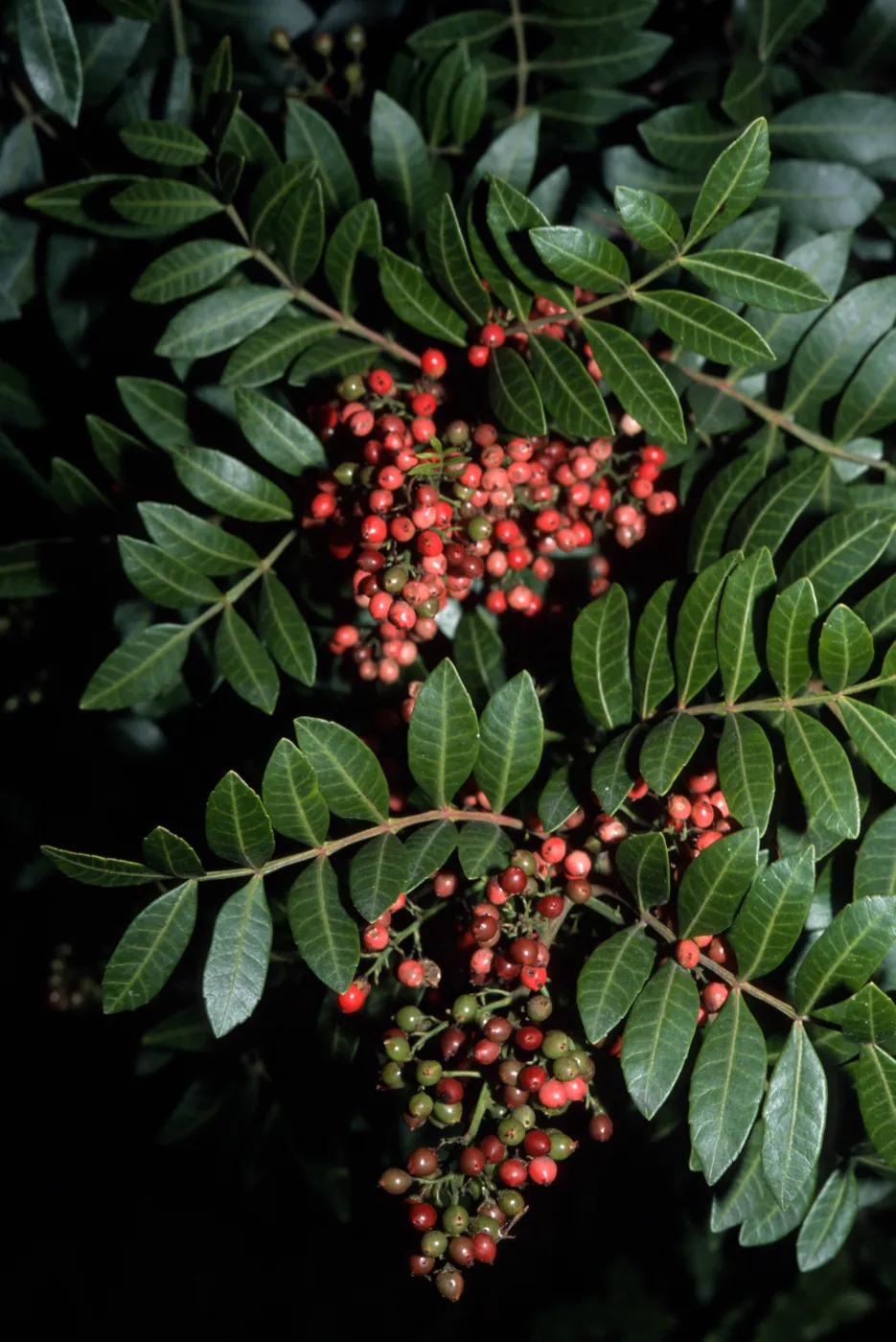 Schinus terebinthifolius