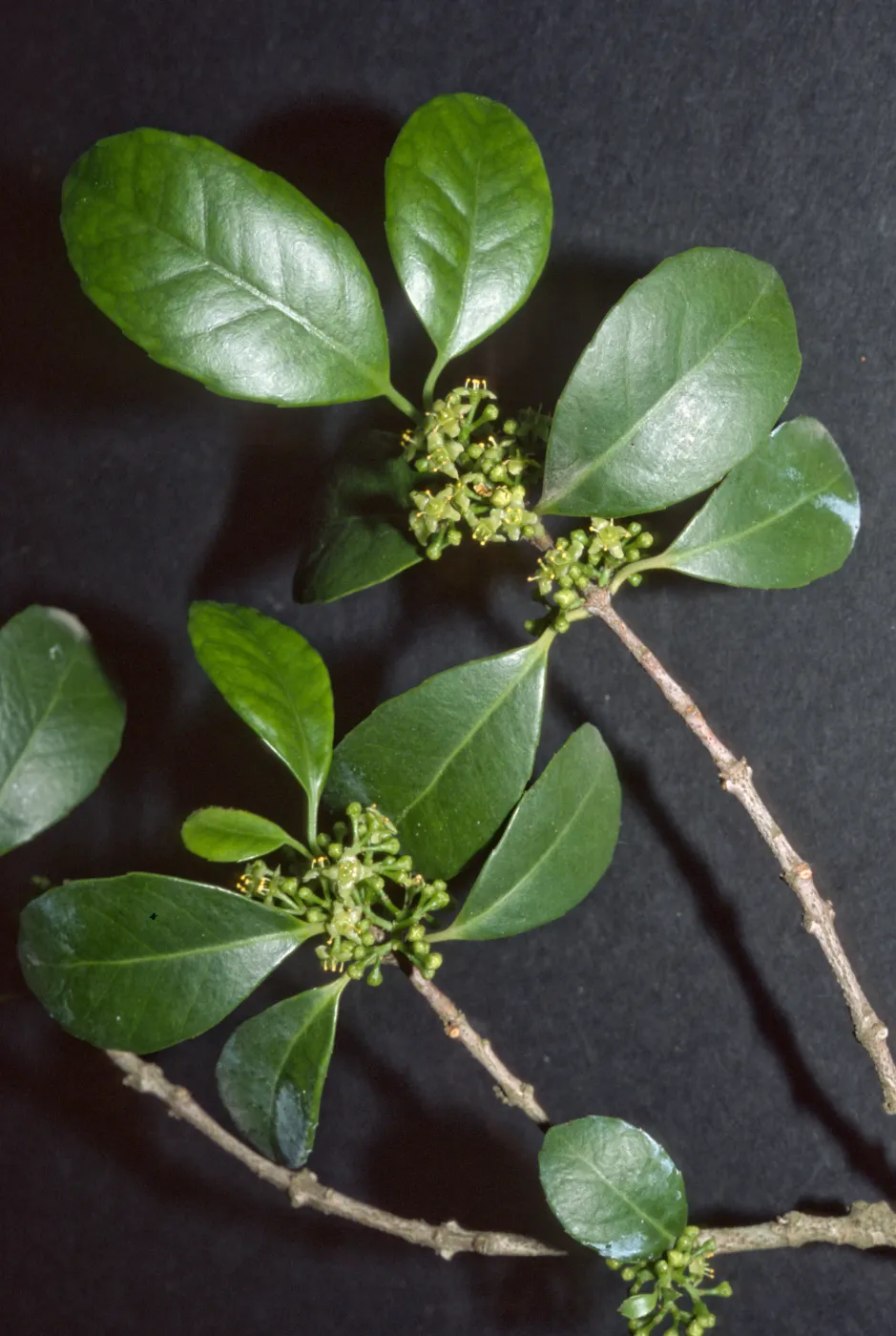 Ilex latifolia