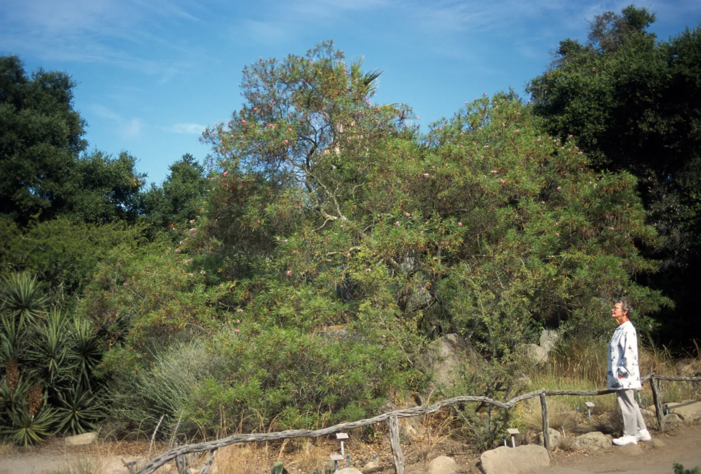 Chilopsis linearis