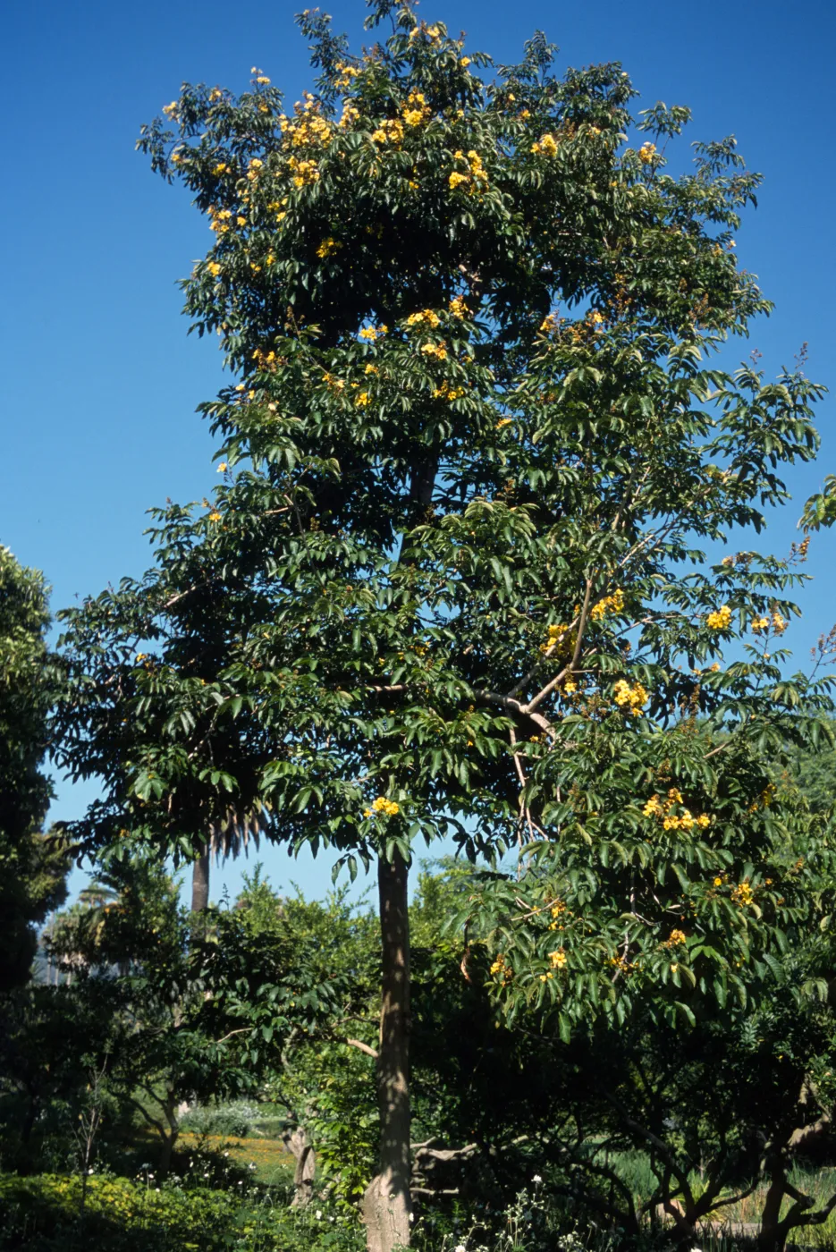 Markhamia lutea