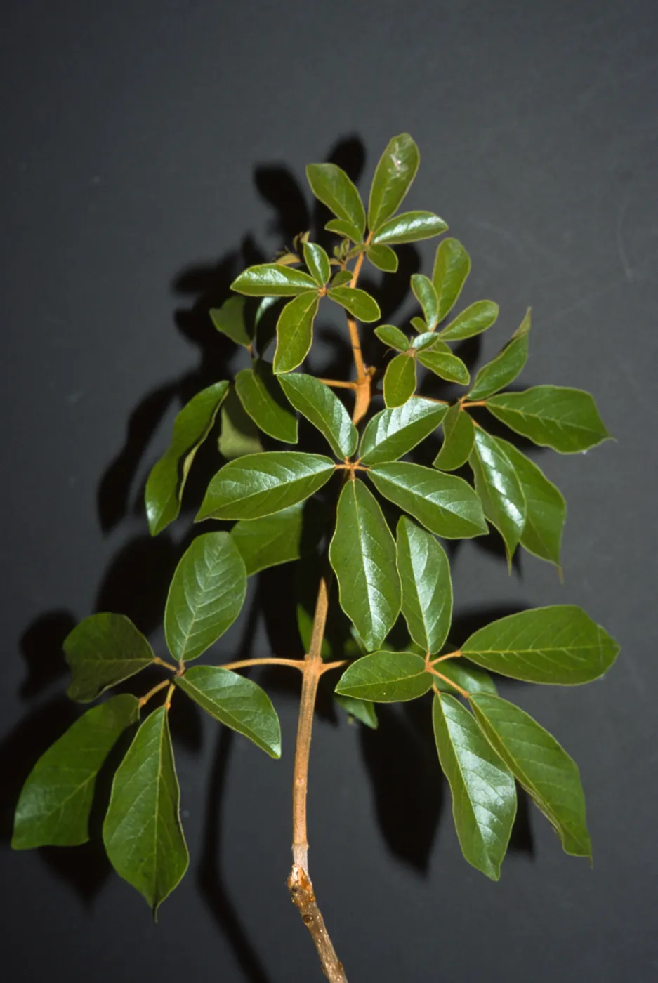 Tabebuia chrysotricha