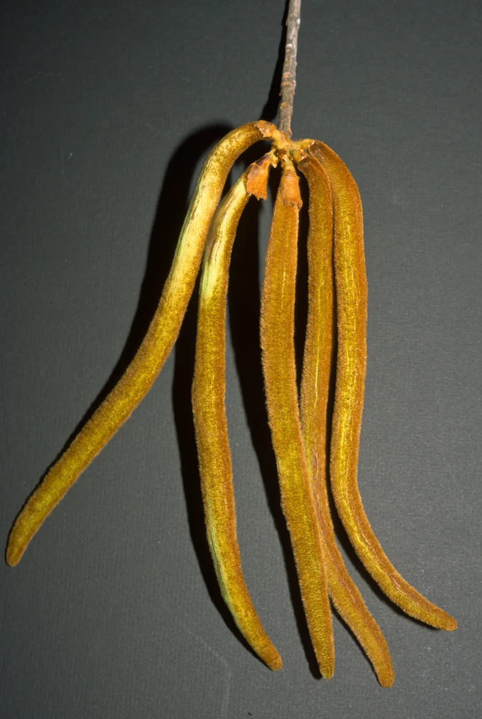 Tabebuia chrysotricha