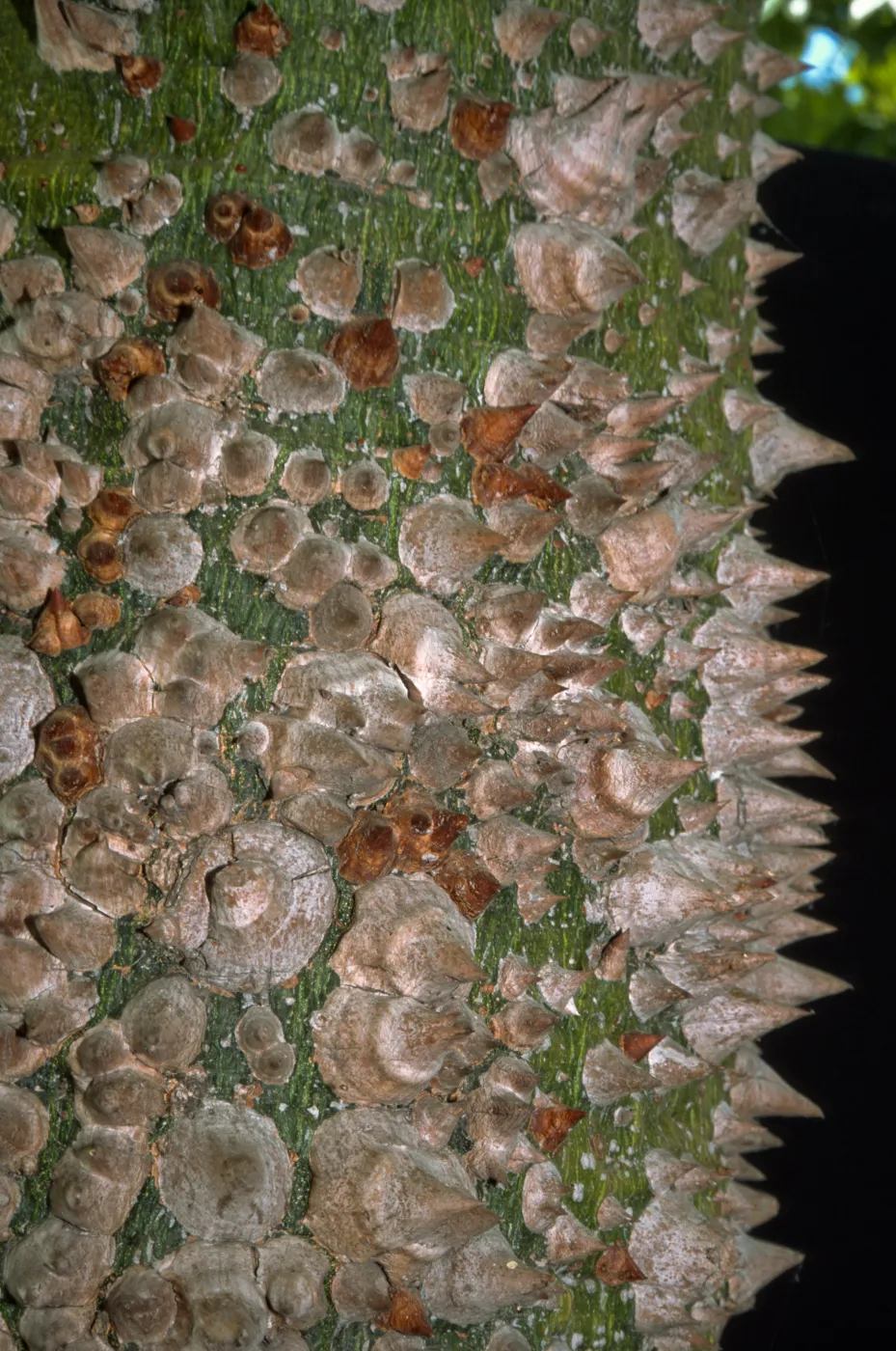 Ceiba speciosa