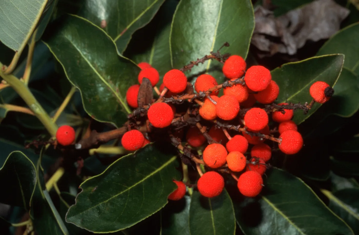 Arbutus menziesii