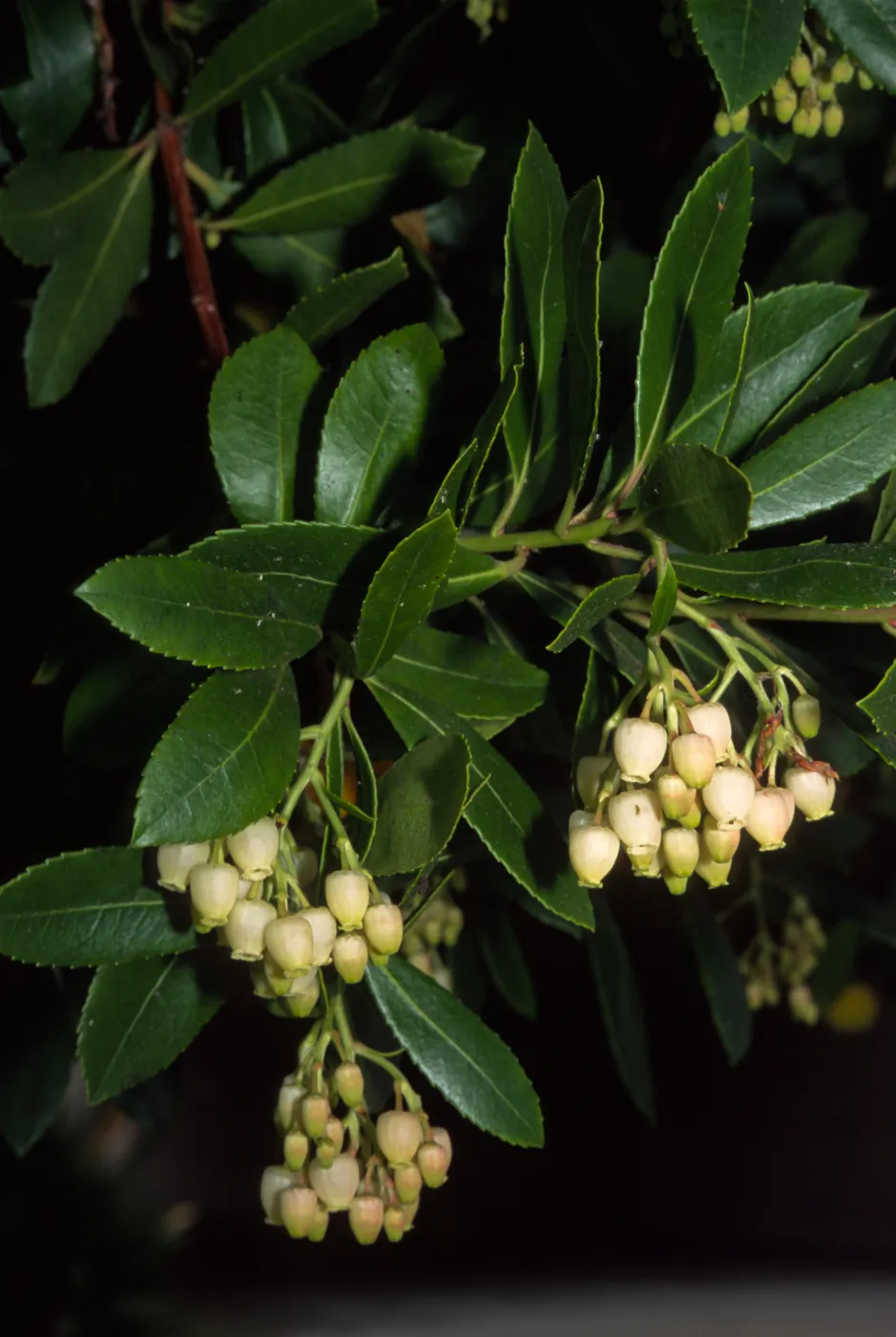 Arbutus unedo