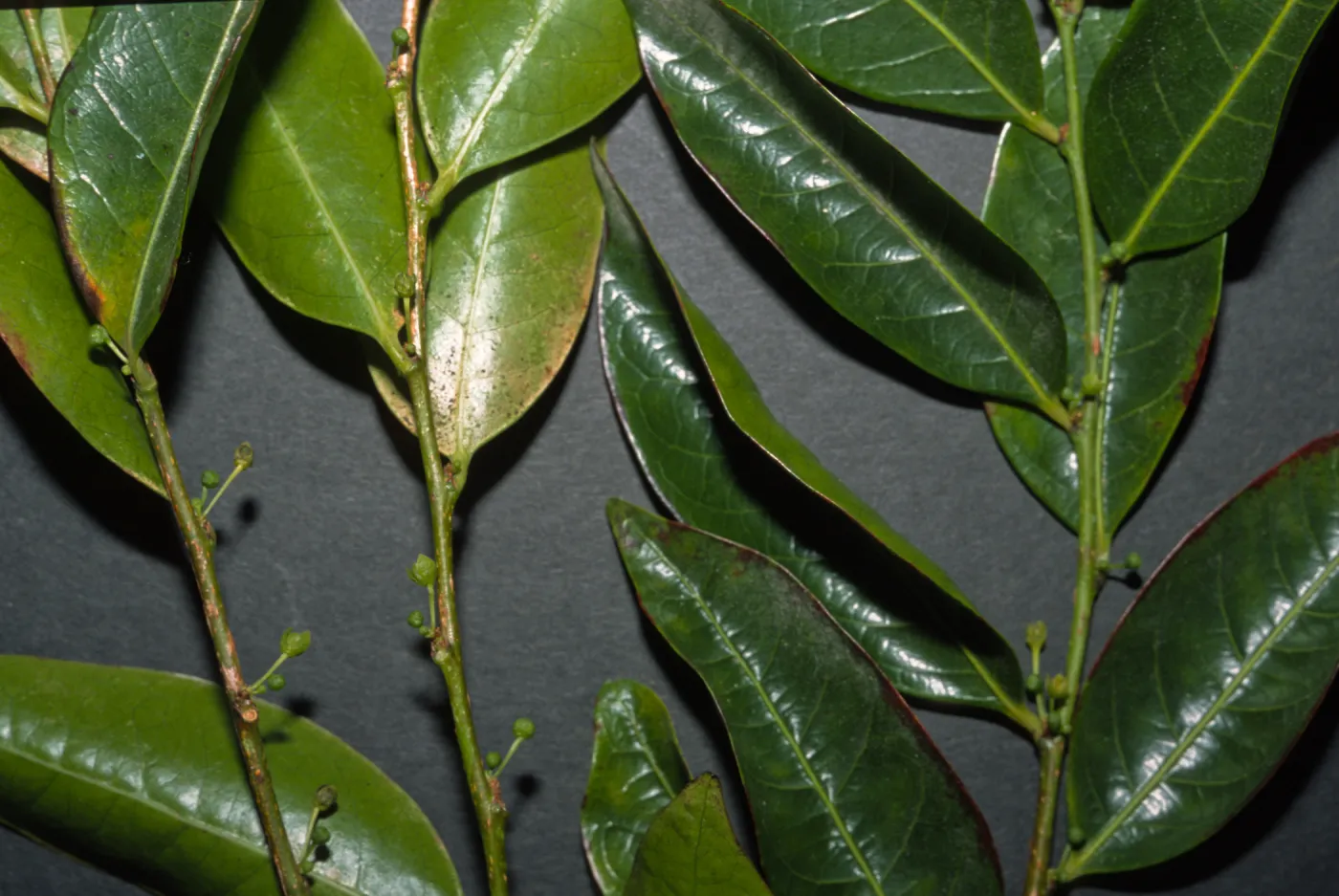 Glochidion ferdinandii