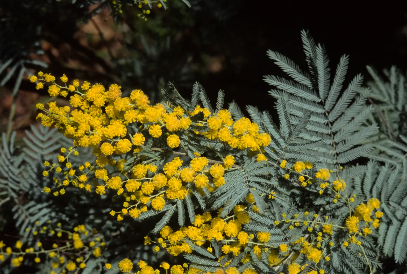 Acacia dealabata