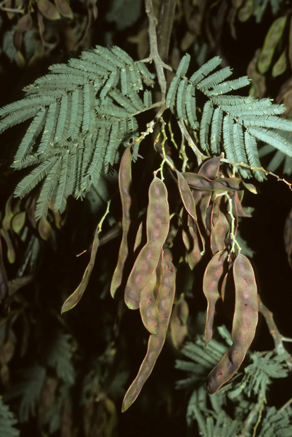 Acacia dealabata