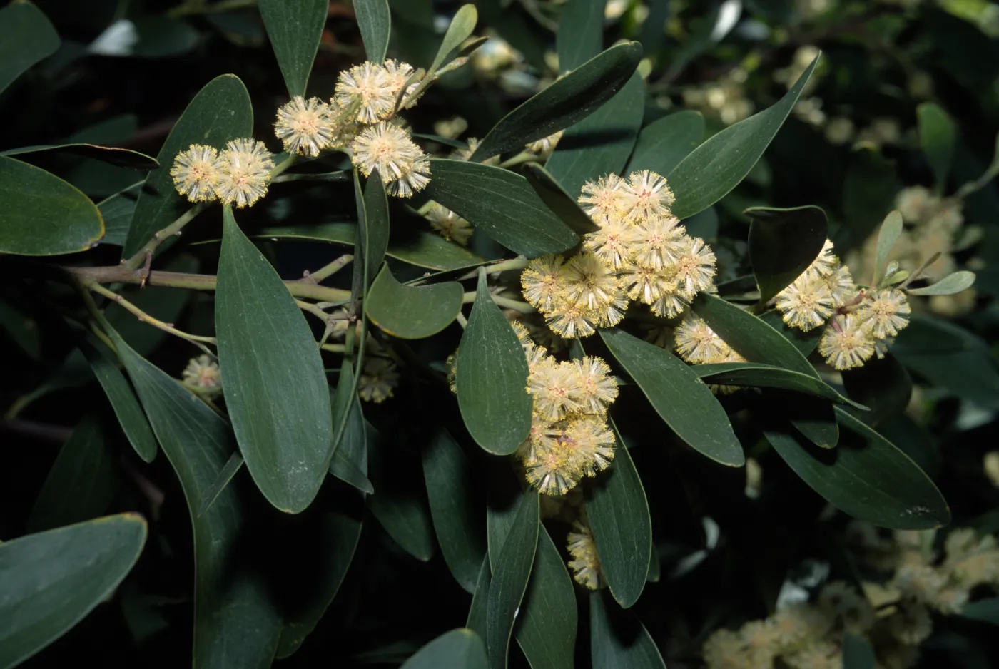 Acacia malenoxylon