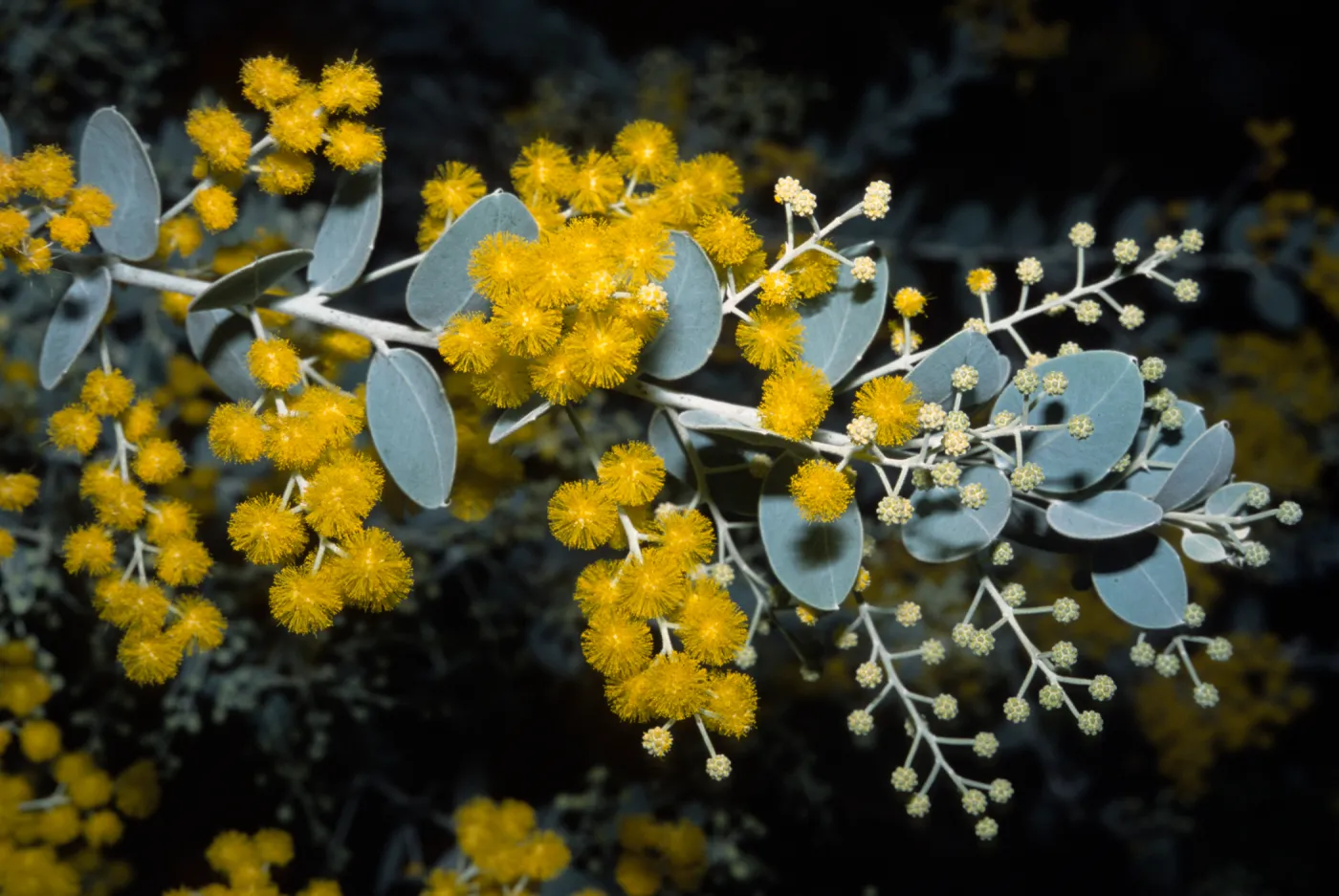 Acacia podalyriifolia