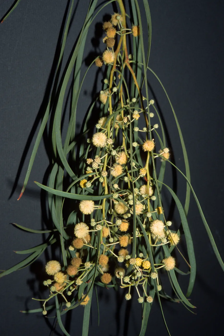 Acacia stenophylla